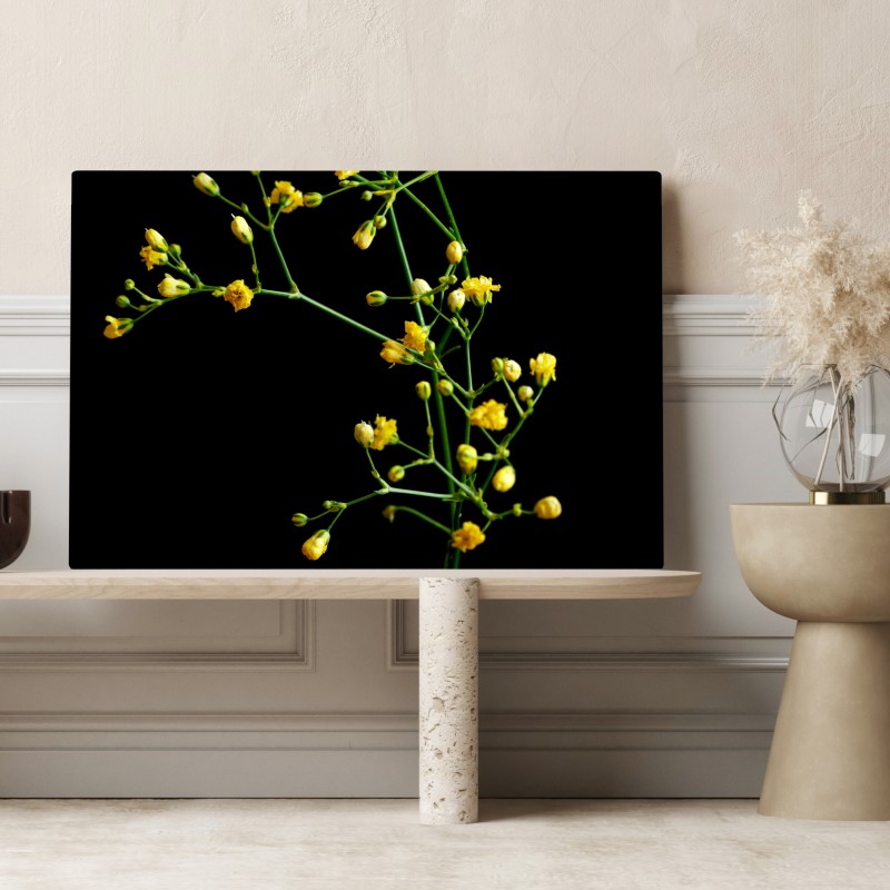 Obraz na płótnie delikatna żółta gipsówka na czarnym tle – Wallissimo® Obraz na płótnie delikatna żółta gipsówka na czarnym tle – Wallissimo®