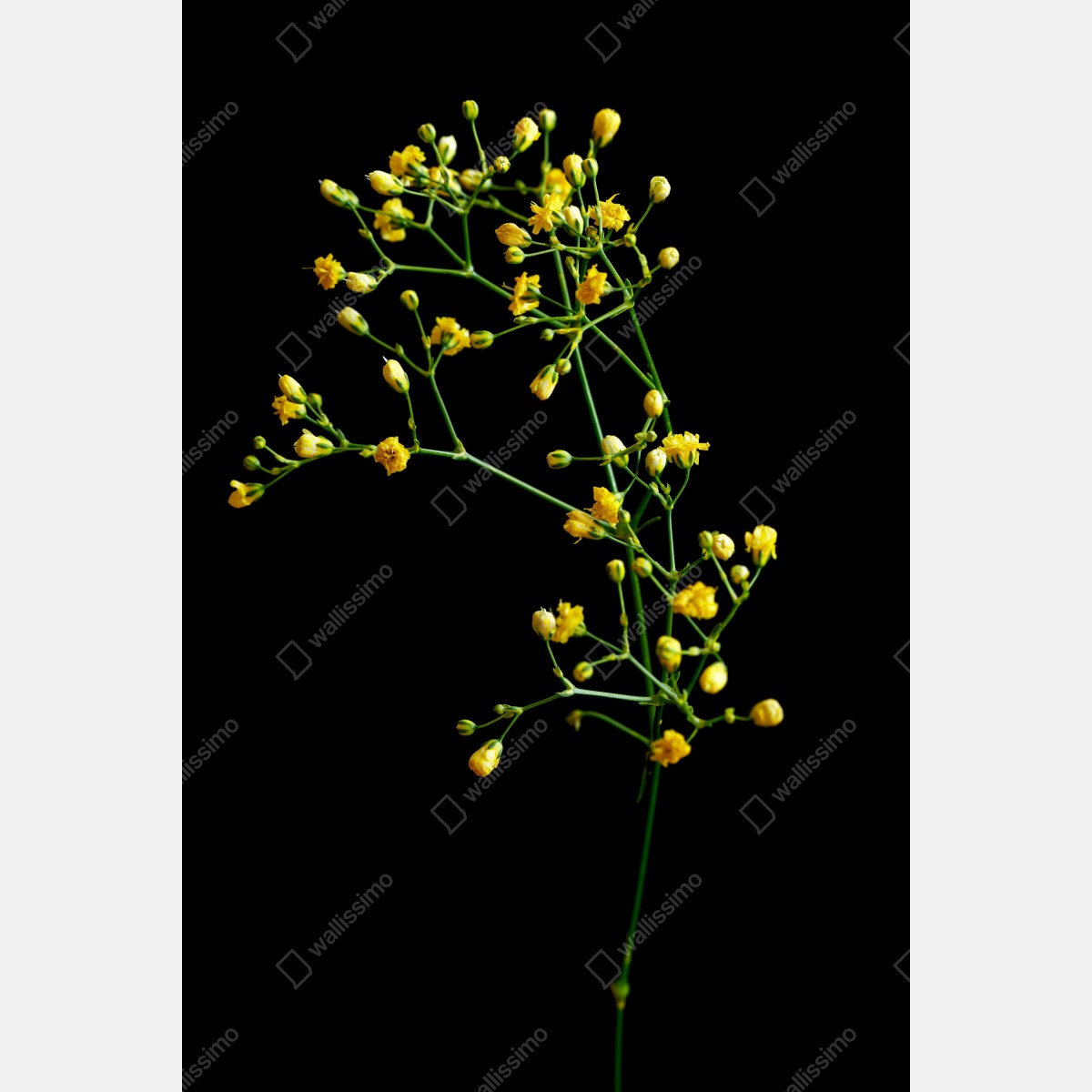 Obraz na płótnie delikatna żółta gipsówka na czarnym tle – Wallissimo® Obraz na płótnie delikatna żółta gipsówka na czarnym tle – Wallissimo®