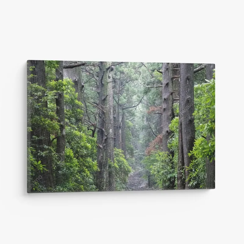 Obraz na płótnie mistyczna ścieżka leśna między starymi drzewami