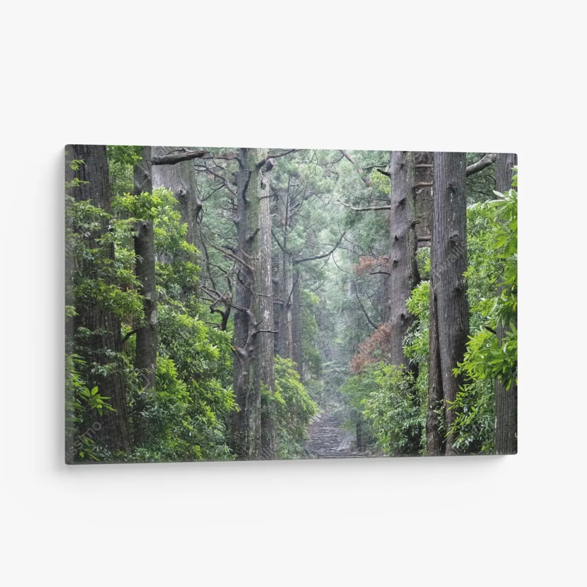 Obraz na płótnie mistyczna ścieżka leśna między starymi drzewami – Wallissimo® Obraz na płótnie mistyczna ścieżka leśna między starymi drzewami – Wallissimo®