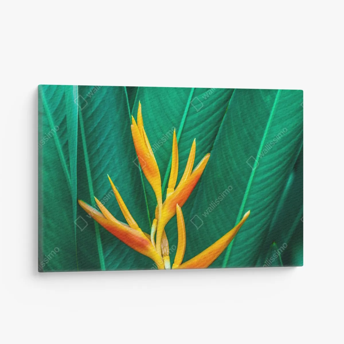 Obraz na płótnie intensywny tropikalny ptak rajski na zielonych liściach – Wallissimo® Obraz na płótnie intensywny tropikalny ptak rajski na zielonych liściach – Wallissimo®