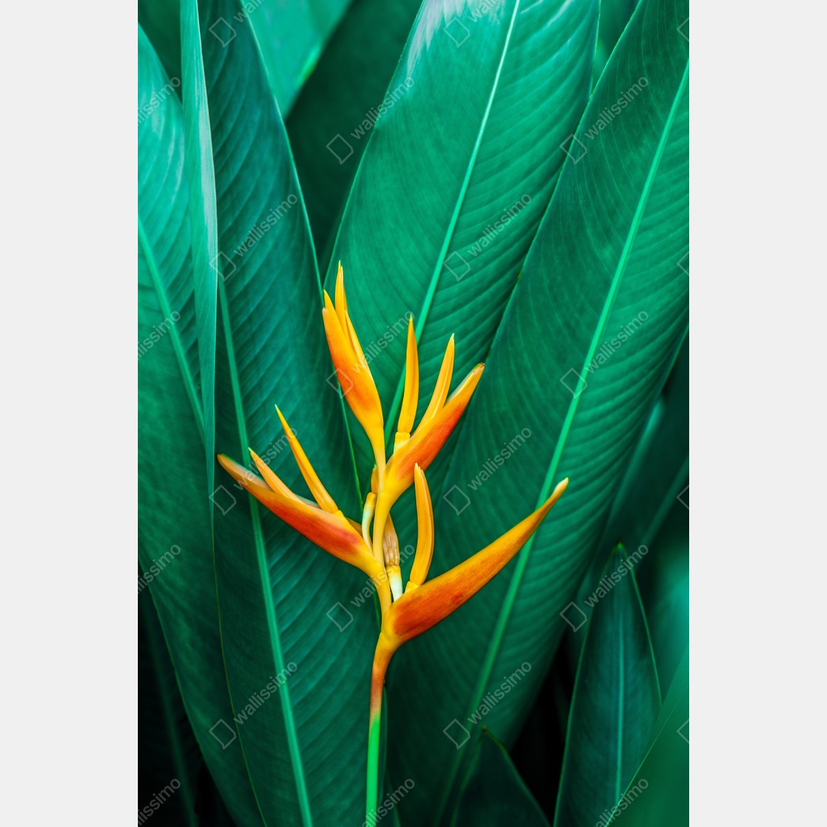 Obraz na płótnie intensywny tropikalny ptak rajski na zielonych liściach – Wallissimo® Obraz na płótnie intensywny tropikalny ptak rajski na zielonych liściach – Wallissimo®