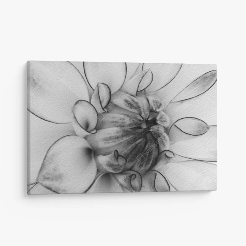 Obraz na płótnie monochromatyczne zbliżenie dalii