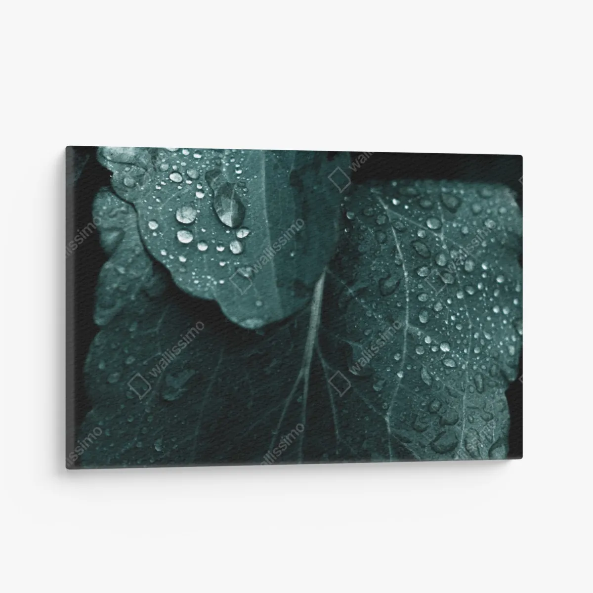 Obraz na płótnie krople rosy na liściach – Wallissimo® Obraz na płótnie krople rosy na liściach – Wallissimo®