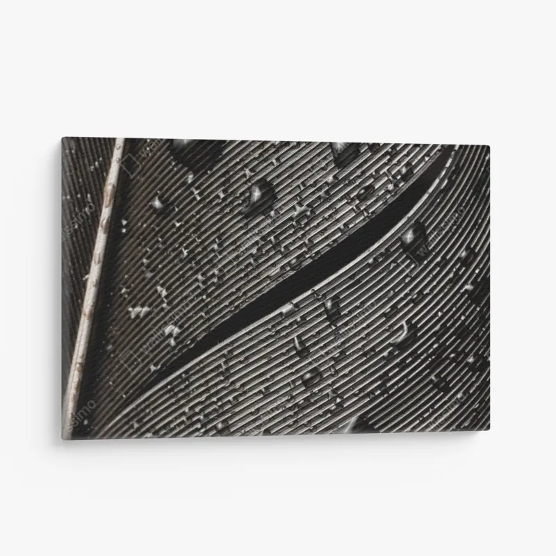 Obraz na płótnie czarno-białe pióro z kroplami wody