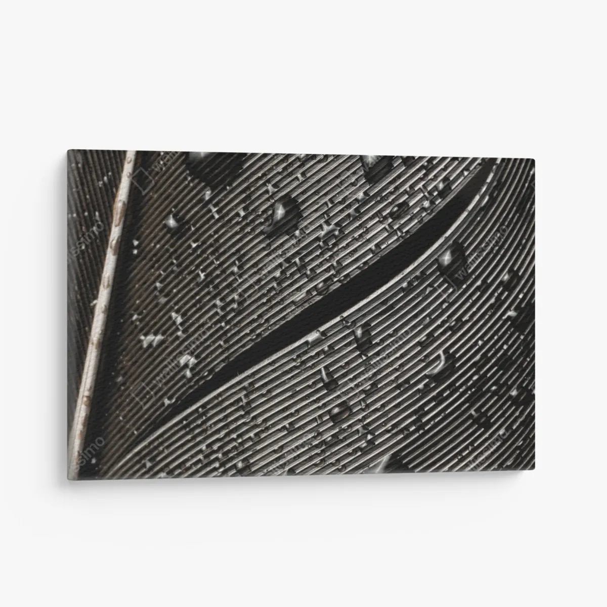 Obraz na płótnie czarno-białe pióro z kroplami wody – Wallissimo® Obraz na płótnie czarno-białe pióro z kroplami wody – Wallissimo®