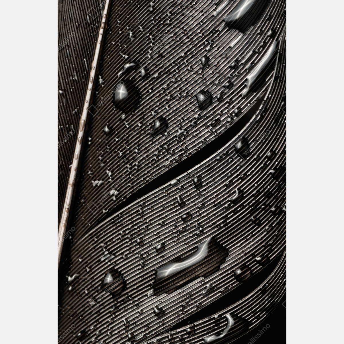 Obraz na płótnie czarno-białe pióro z kroplami wody – Wallissimo® Obraz na płótnie czarno-białe pióro z kroplami wody – Wallissimo®