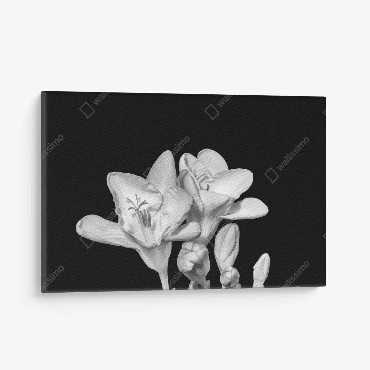 Obraz na płótnie delikatna frezja w monochromie – Wallissimo® Obraz na płótnie delikatna frezja w monochromie – Wallissimo®