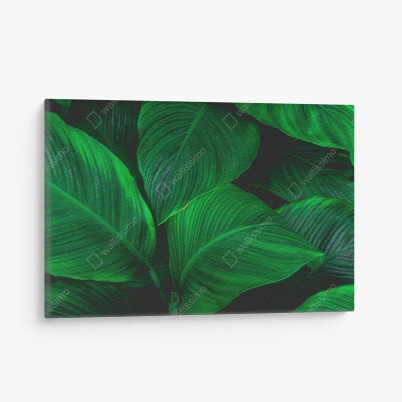 Obraz na płótnie bujne tropikalne liście