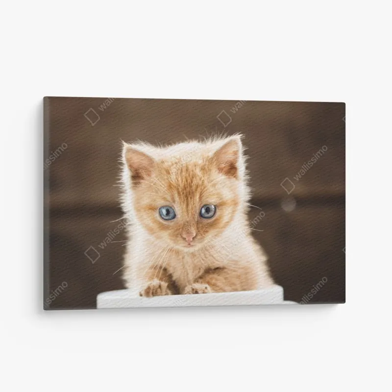 Obraz na płótnie zachód słońca w Tre Cime di Lavaredo – Wallissimo®