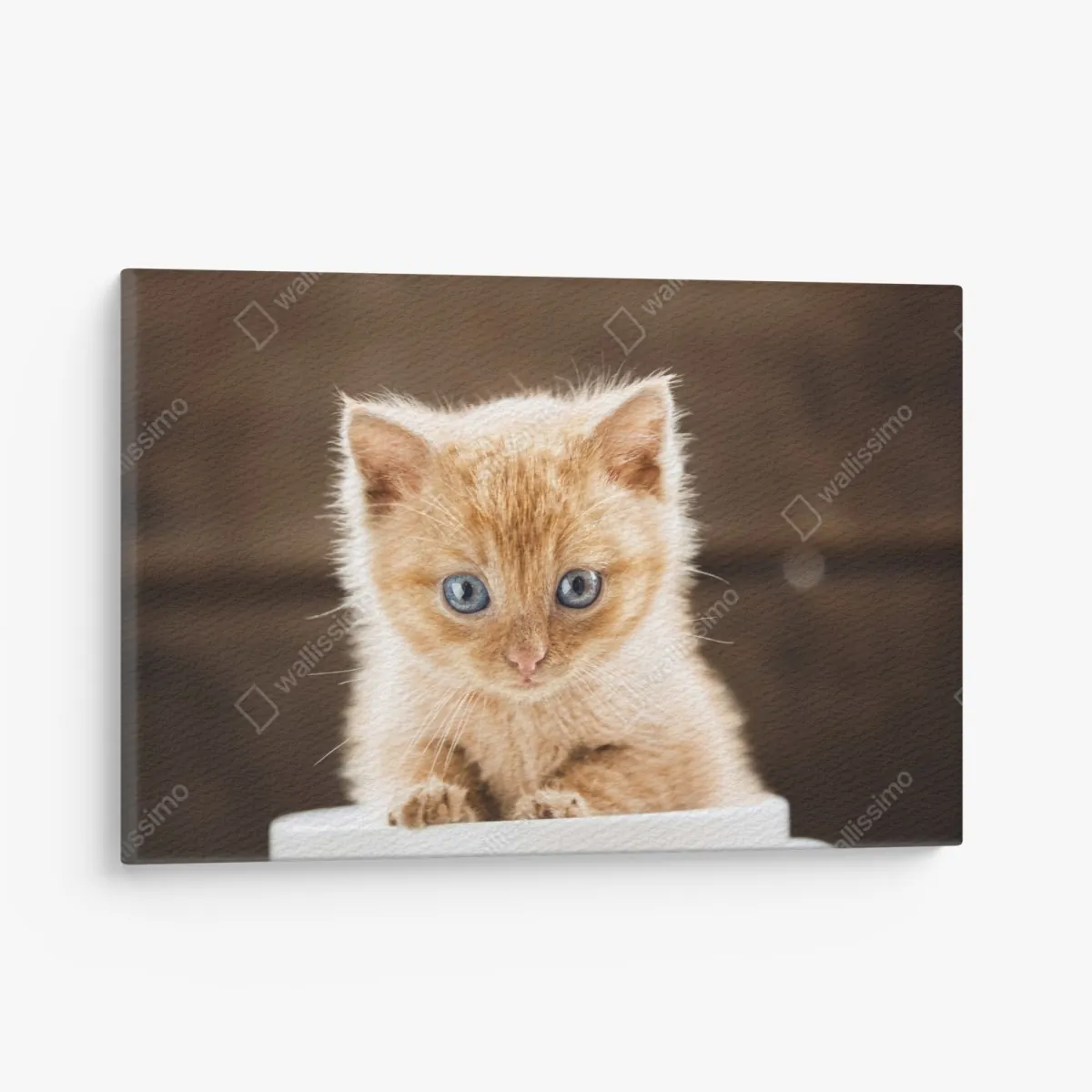 Obraz na płótnie rudy kociak w filiżance – Wallissimo® Obraz na płótnie rudy kociak w filiżance – Wallissimo®