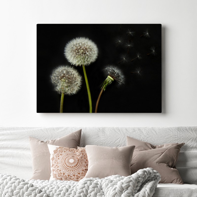 Obraz na płótnie delikatne główki mniszka na czarnym tle – Wallissimo® Obraz na płótnie delikatne główki mniszka na czarnym tle – Wallissimo®