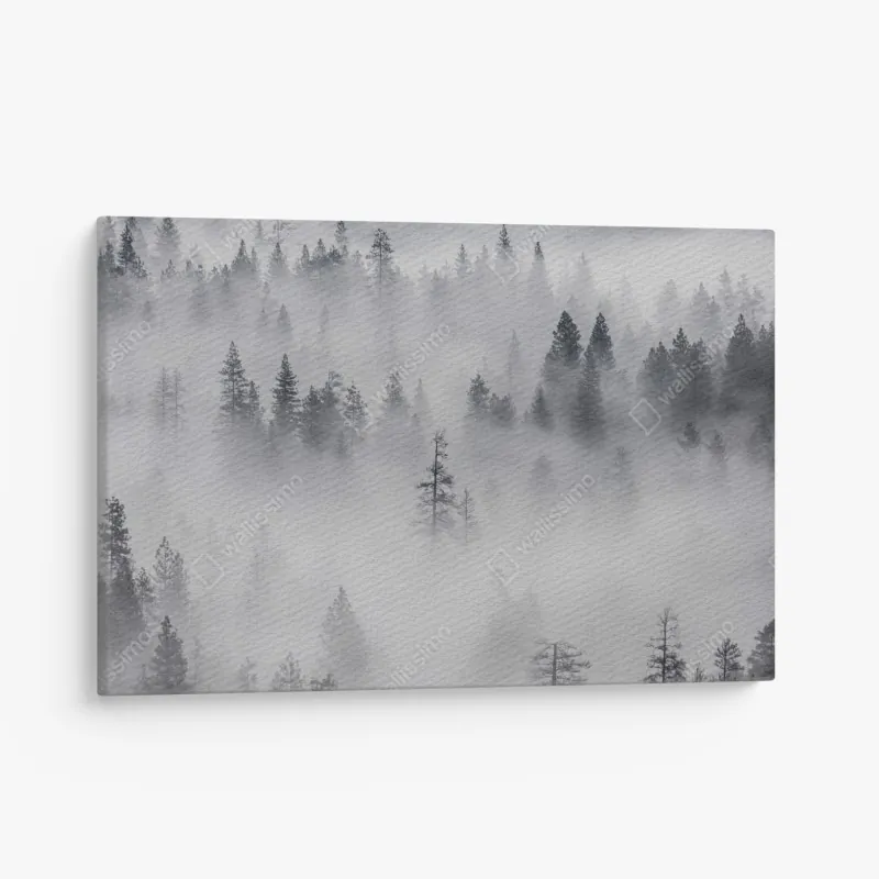 Obraz na płótnie mglisty las sosnowy