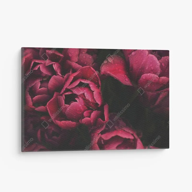 Obraz na płótnie głębokie bordowe kwiaty z kroplami wody