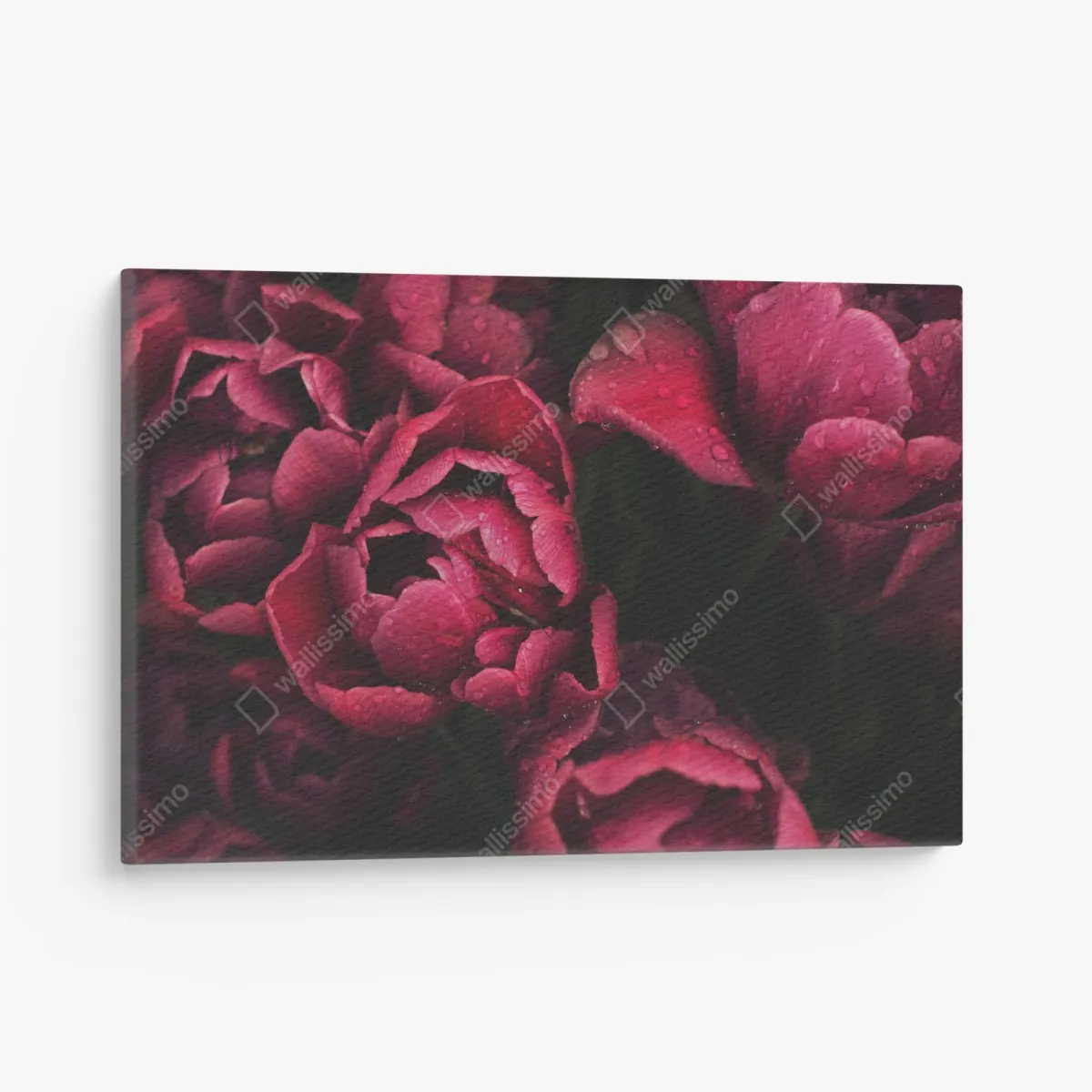 Obraz na płótnie głębokie bordowe kwiaty z kroplami wody – Wallissimo® Obraz na płótnie głębokie bordowe kwiaty z kroplami wody – Wallissimo®