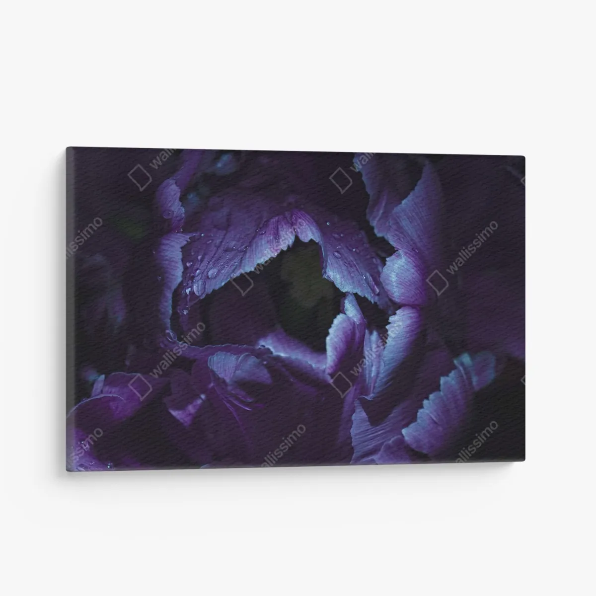 Obraz na płótnie fioletowy tulipan w ultrafiolecie – Wallissimo®