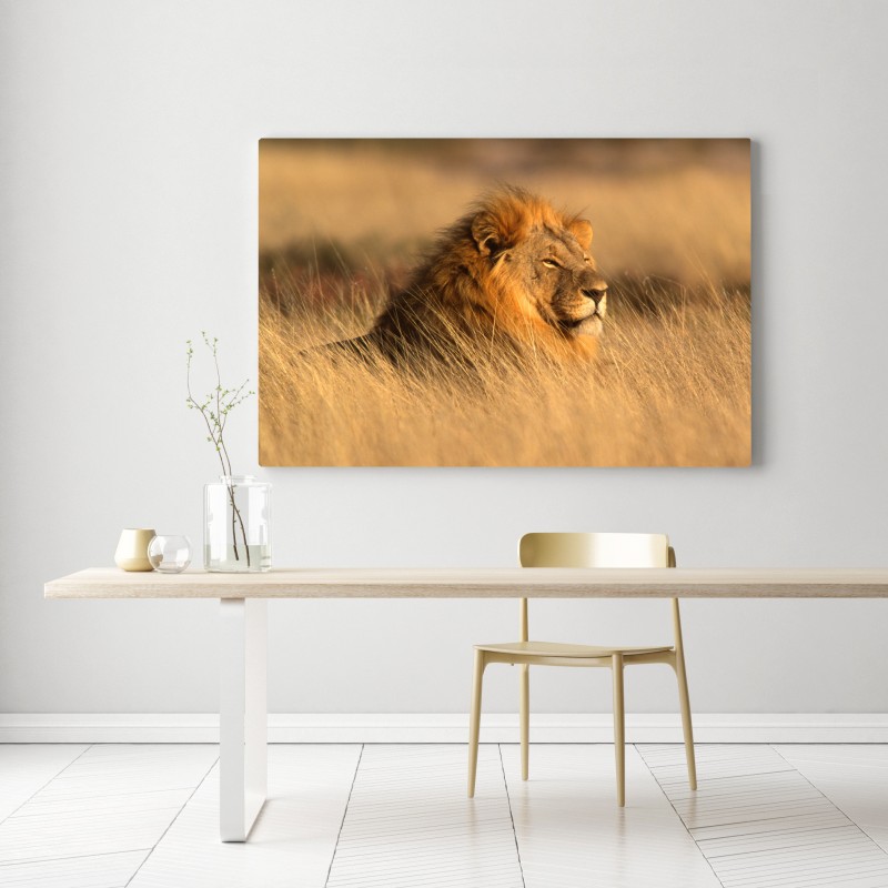 Obraz na płótnie majestatyczny lew w wysokiej trawie – Wallissimo® Obraz na płótnie majestatyczny lew w wysokiej trawie – Wallissimo®