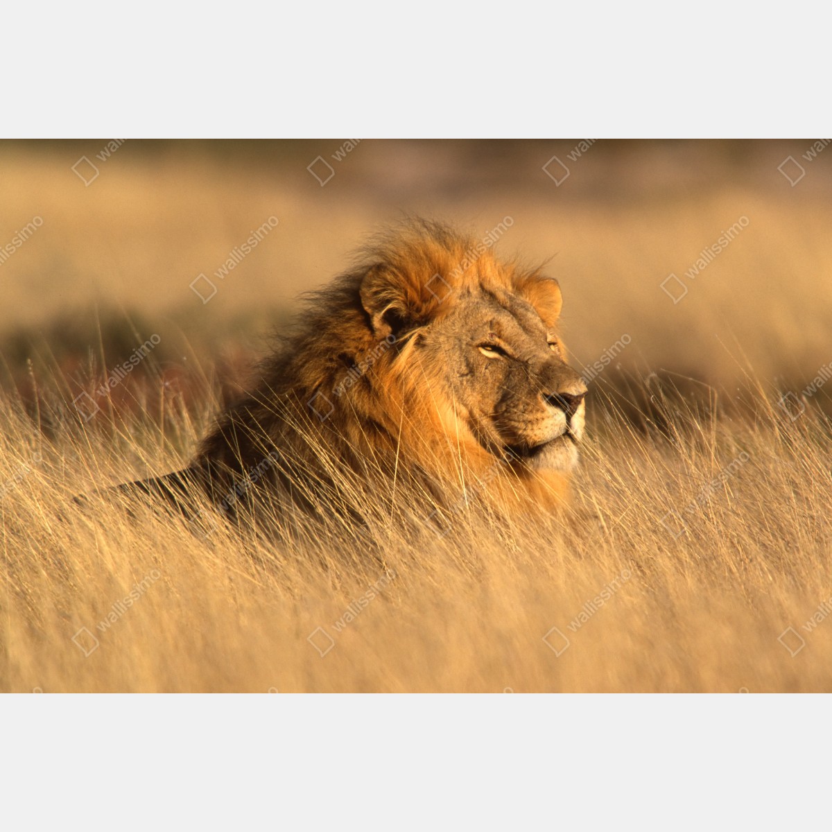 Obraz na płótnie majestatyczny lew w wysokiej trawie – Wallissimo® Obraz na płótnie majestatyczny lew w wysokiej trawie – Wallissimo®
