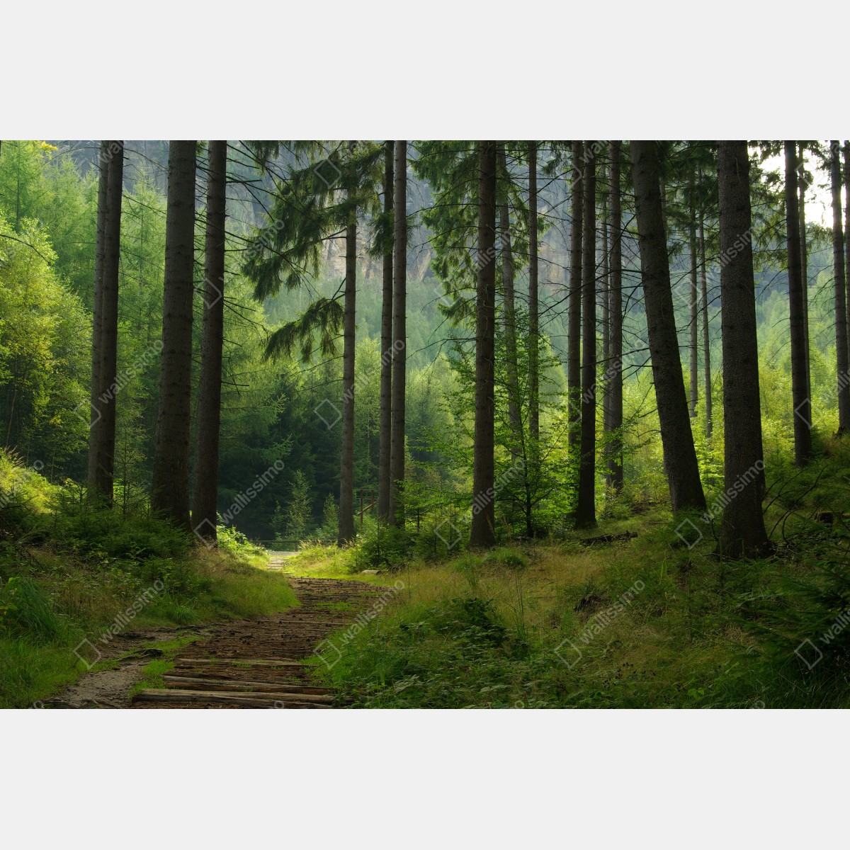 Obraz na płótnie spokojna leśna ścieżka – Wallissimo® Obraz na płótnie spokojna leśna ścieżka – Wallissimo®