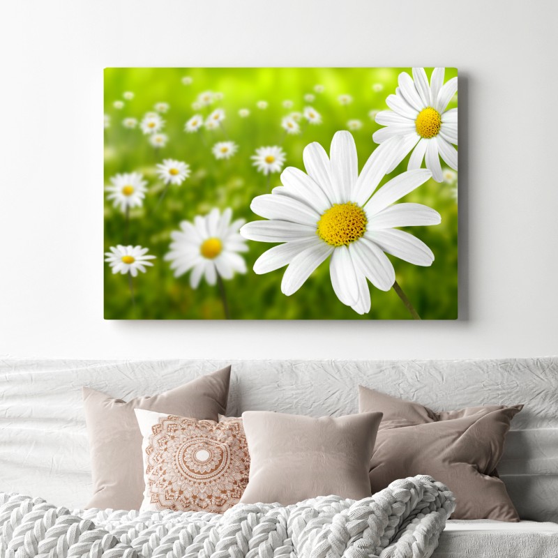 Obraz na płótnie białe stokrotki na łące – Wallissimo® Obraz na płótnie białe stokrotki na łące – Wallissimo®