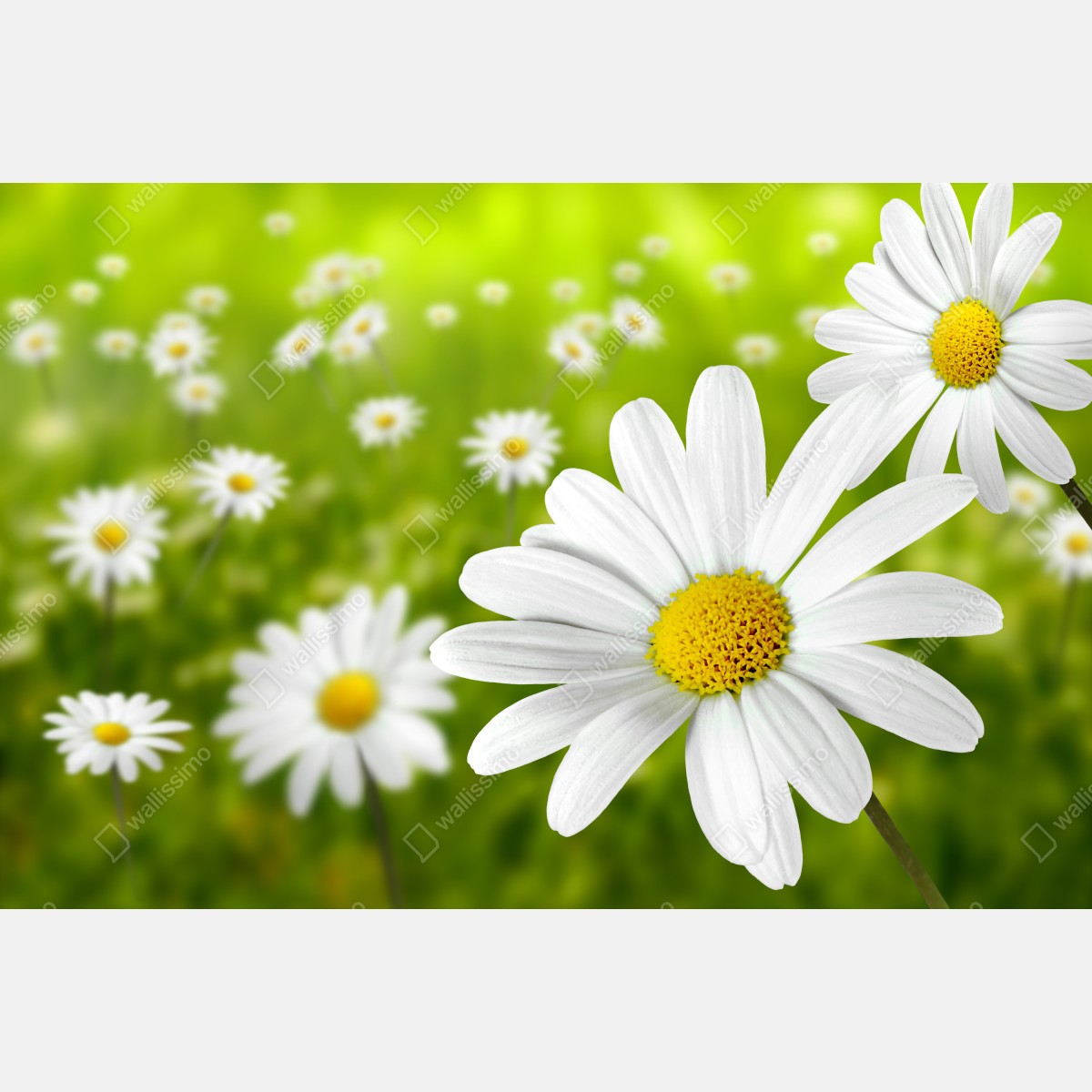 Obraz na płótnie białe stokrotki na łące – Wallissimo® Obraz na płótnie białe stokrotki na łące – Wallissimo®