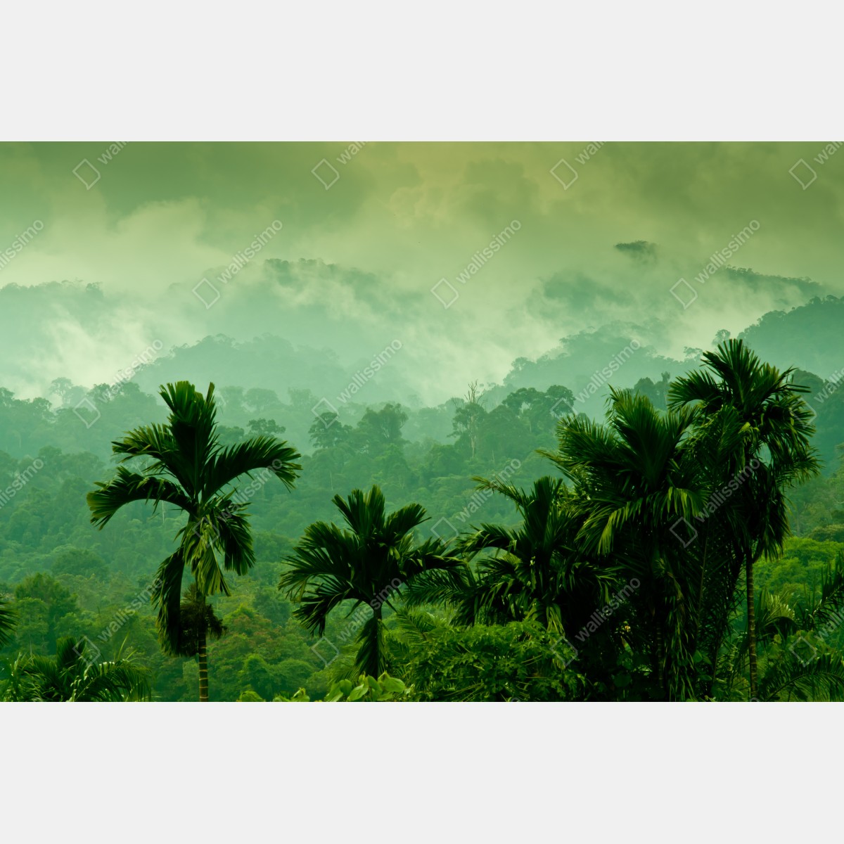 Obraz na płótnie mglista tropikalna dżungla – Wallissimo® Obraz na płótnie mglista tropikalna dżungla – Wallissimo®