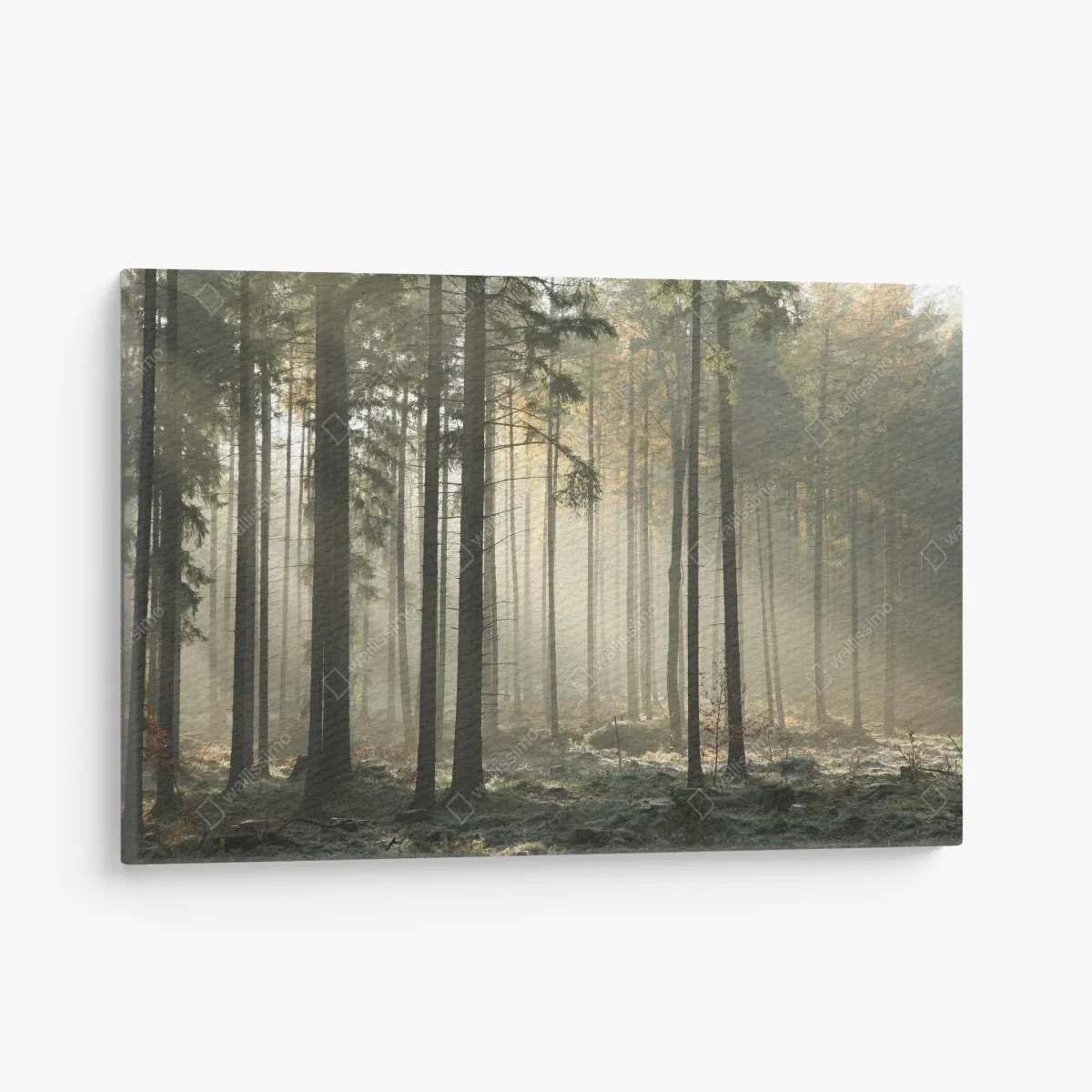 Obraz na płótnie mglisty poranek w lesie z promieniami słońca – Wallissimo® Obraz na płótnie mglisty poranek w lesie z promieniami słońca – Wallissimo®