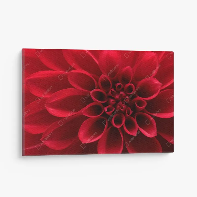 Obraz na płótnie zbliżenie czerwonej dalii