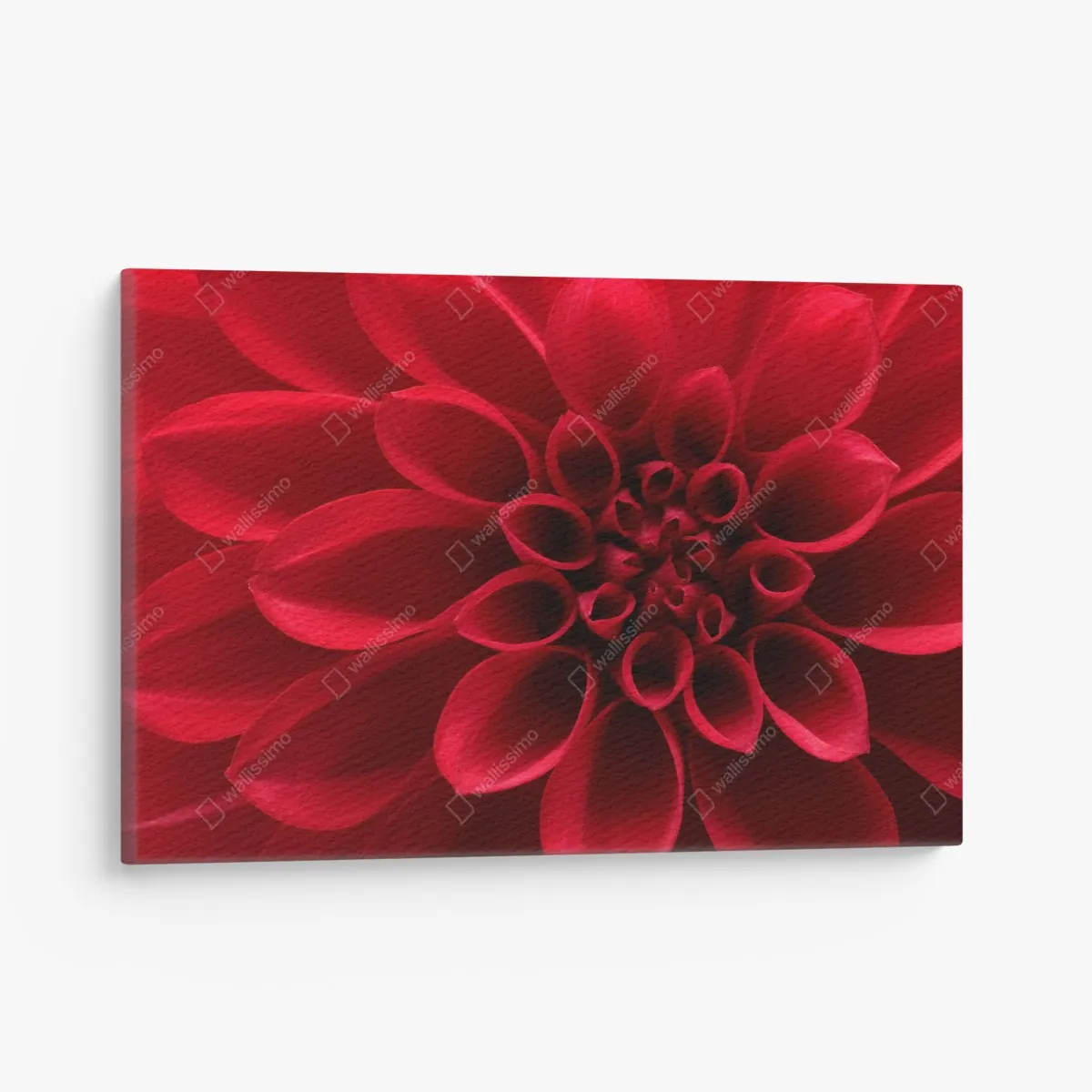 Obraz na płótnie zbliżenie czerwonej dalii – Wallissimo® Obraz na płótnie zbliżenie czerwonej dalii – Wallissimo®