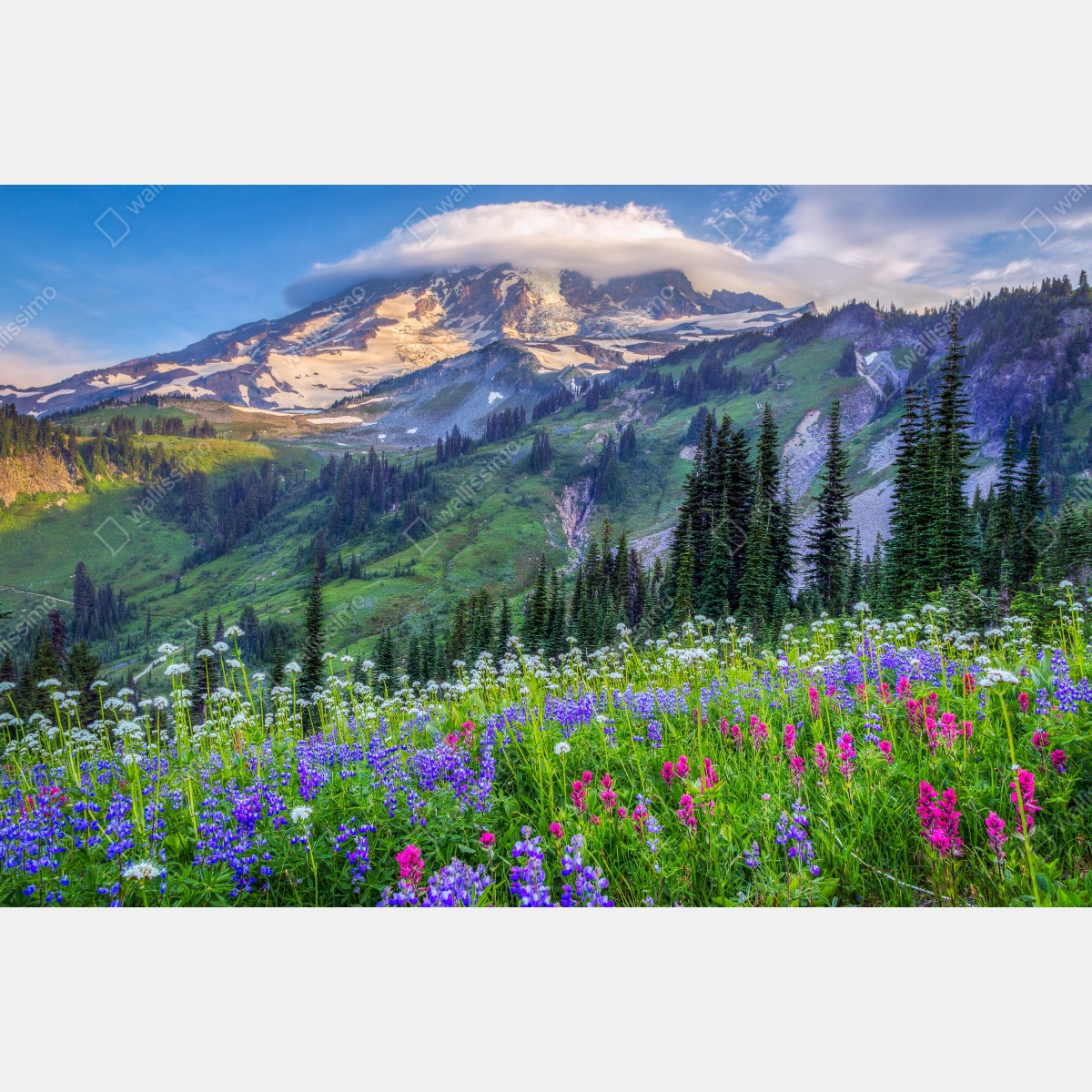 Obraz na płótnie alpejska łąka pełna kwiatów u stóp ośnieżonych szczytów – Wallissimo® Obraz na płótnie alpejska łąka pełna kwiatów u stóp ośnieżonych szczytów – Wallissimo®