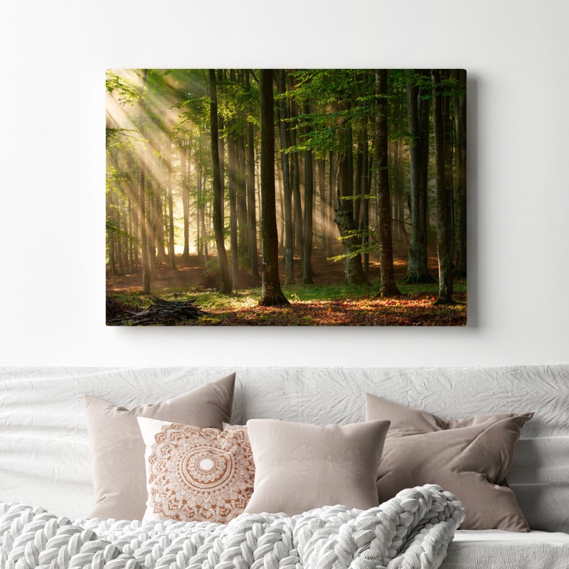Obraz na płótnie poranne światło w lesie bukowym – Wallissimo® Obraz na płótnie poranne światło w lesie bukowym – Wallissimo®