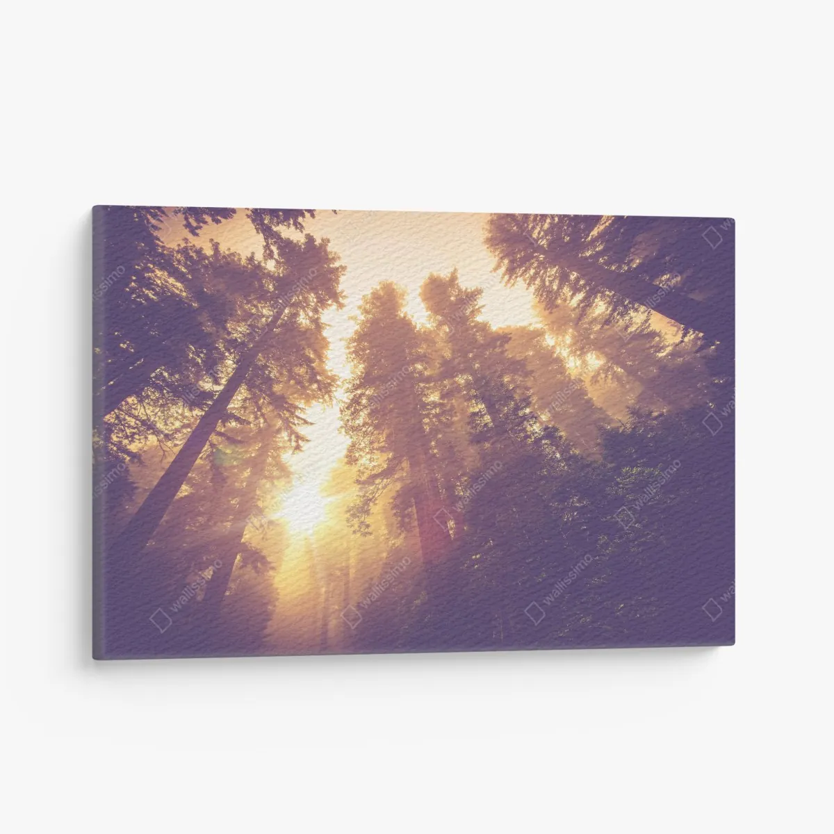 Obraz na płótnie mglisty las sekwojowy w złotych vintage tonacjach – Wallissimo® Obraz na płótnie mglisty las sekwojowy w złotych vintage tonacjach – Wallissimo®
