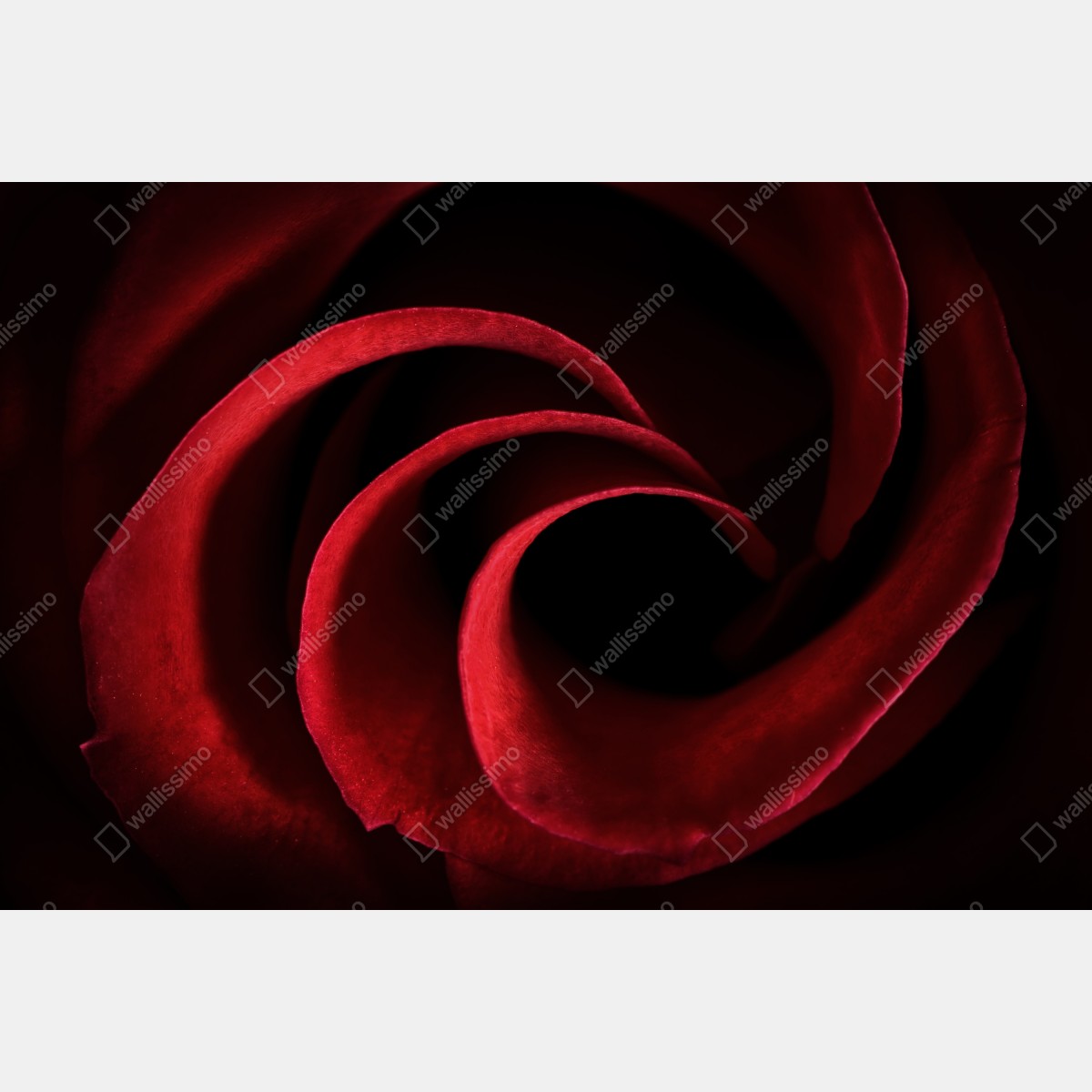 Obraz na płótnie spirala głębokich czerwonych płatków róży – Wallissimo® Obraz na płótnie spirala głębokich czerwonych płatków róży – Wallissimo®