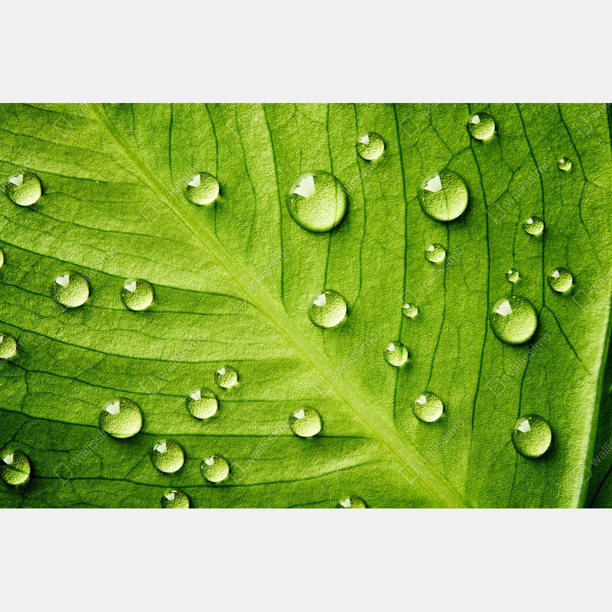 Obraz na płótnie świeży zielony liść z kroplami wody – Wallissimo® Obraz na płótnie świeży zielony liść z kroplami wody – Wallissimo®