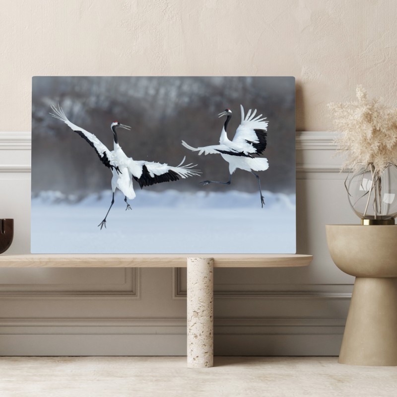 Obraz na płótnie tańczące żurawie koroniaste na śniegu, Hokkaido – Wallissimo® Obraz na płótnie tańczące żurawie koroniaste na śniegu, Hokkaido – Wallissimo®