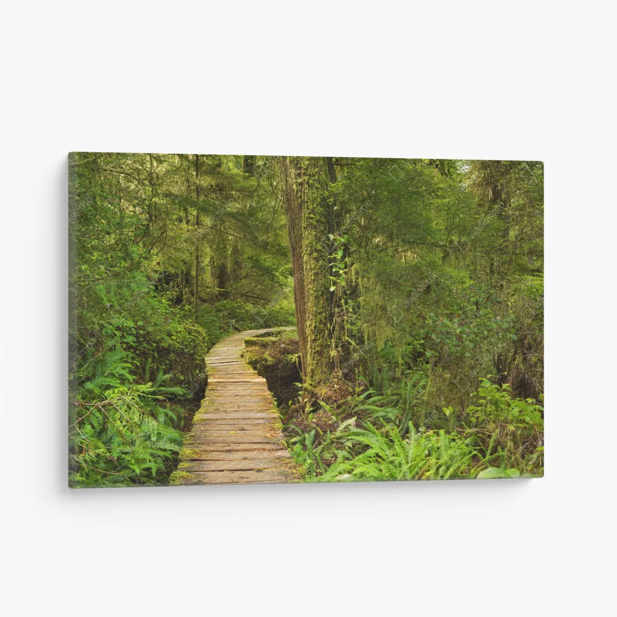 Obraz na płótnie pomost w lesie deszczowym Pacific Rim – Wallissimo® Obraz na płótnie pomost w lesie deszczowym Pacific Rim – Wallissimo®