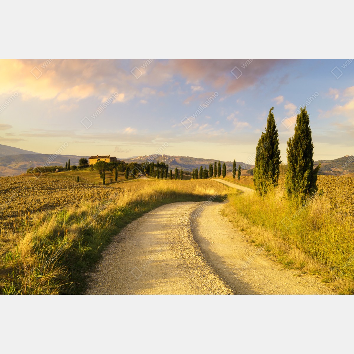 Obraz na płótnie złota wiejska droga wśród cyprysów – Wallissimo® Obraz na płótnie złota wiejska droga wśród cyprysów – Wallissimo®