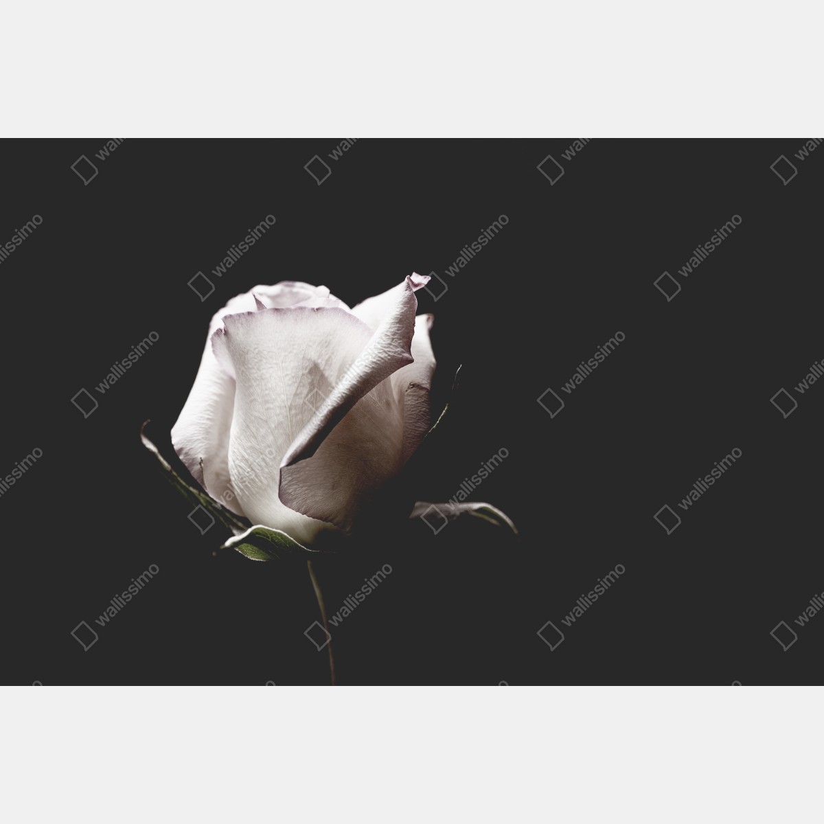 Obraz na płótnie biały róż na czarnym tle – Wallissimo® Obraz na płótnie biały róż na czarnym tle – Wallissimo®