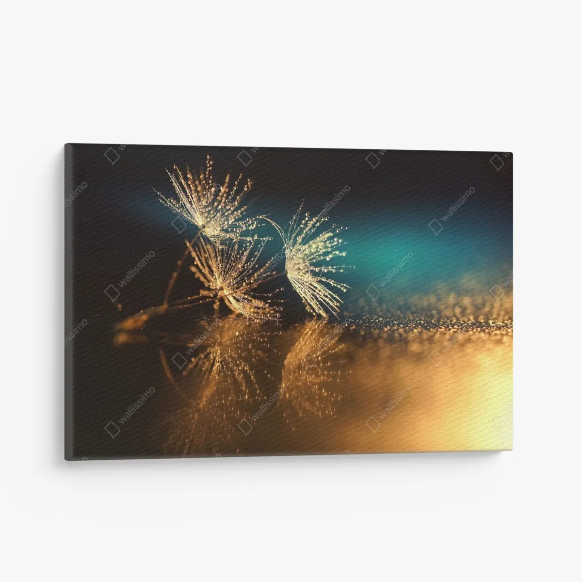 Obraz na płótnie złote odbicie dmuchawca – Wallissimo® Obraz na płótnie złote odbicie dmuchawca – Wallissimo®