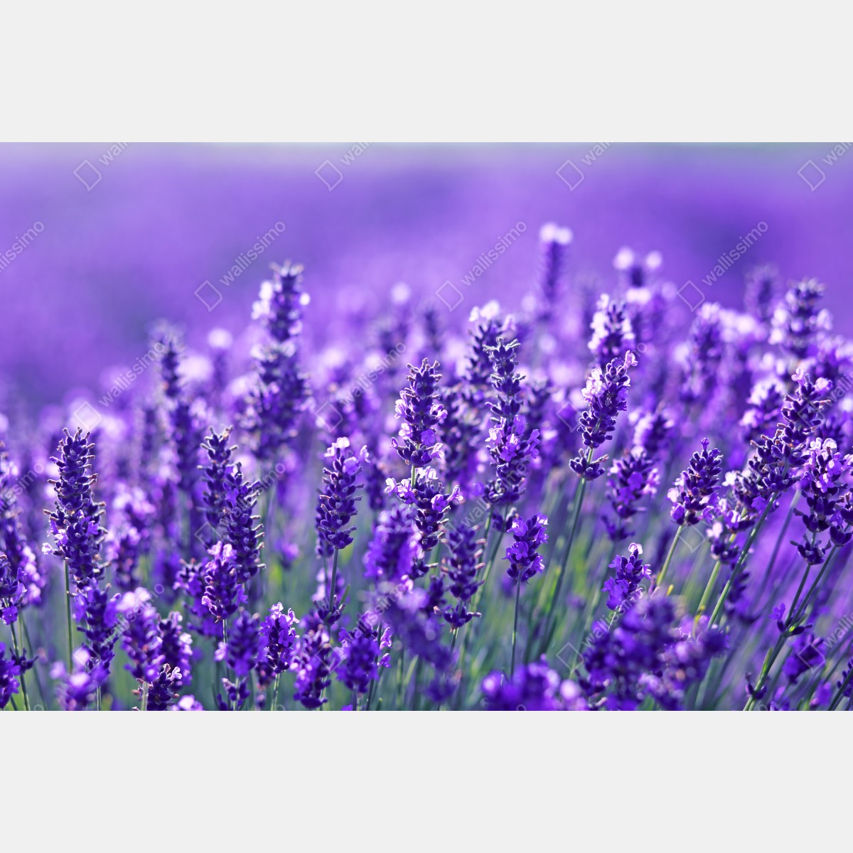 Obraz na płótnie zbliżenie pola lawendy – Wallissimo® Obraz na płótnie zbliżenie pola lawendy – Wallissimo®