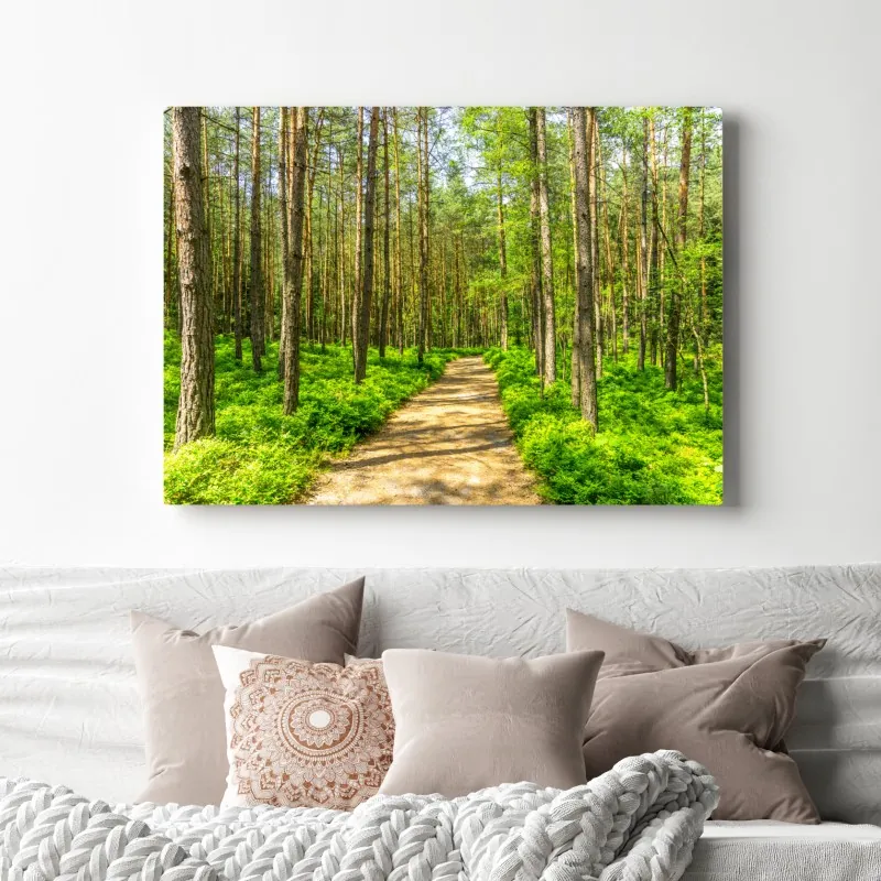 Obraz na płótnie słoneczna leśna ścieżka wśród sosen