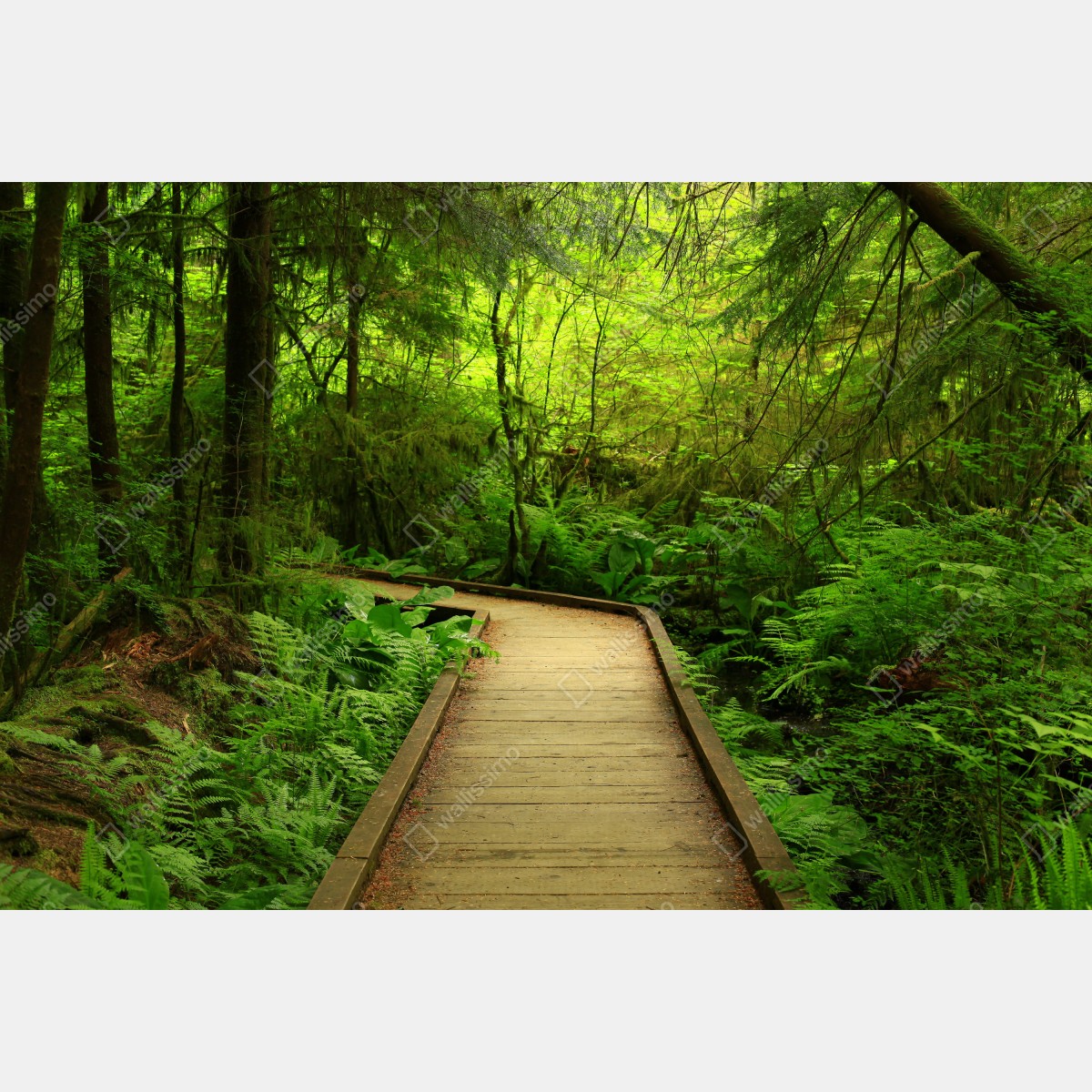 Obraz na płótnie spokojna zielona kładka leśna – Wallissimo® Obraz na płótnie spokojna zielona kładka leśna – Wallissimo®