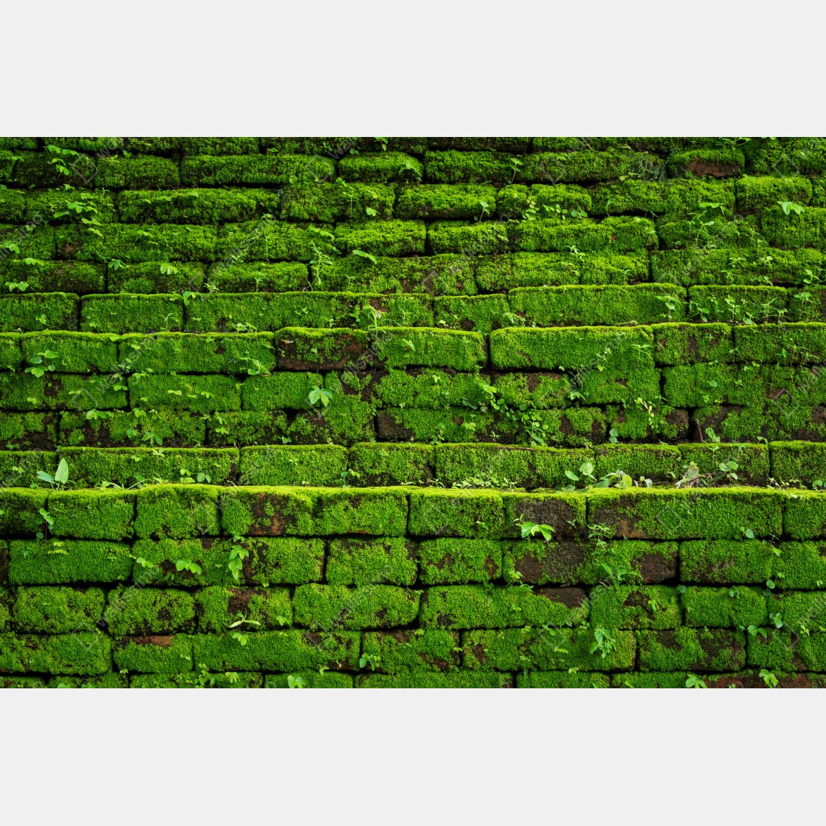 Obraz na płótnie ściana z mchem na ceglanej strukturze – Wallissimo® Obraz na płótnie ściana z mchem na ceglanej strukturze – Wallissimo®