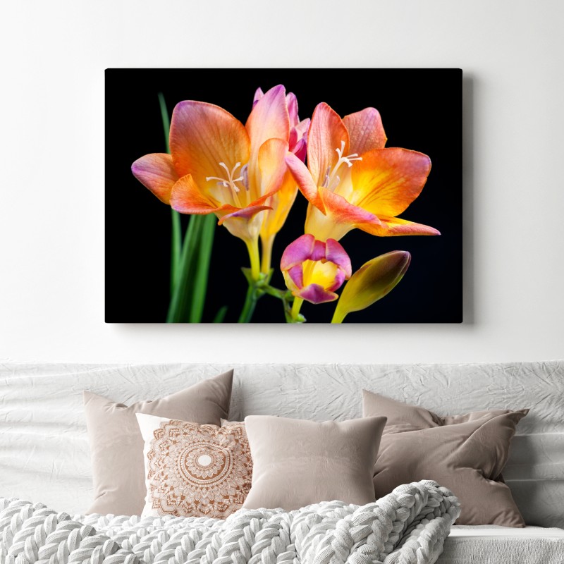 Obraz na płótnie żywe pomarańczowe frezje na czarnym tle