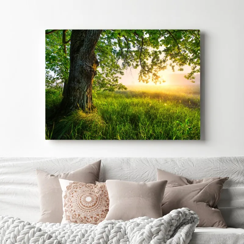 Obraz na płótnie poranny dąb na rozświetlonej łące – Wallissimo® Obraz na płótnie poranny dąb na rozświetlonej łące – Wallissimo®