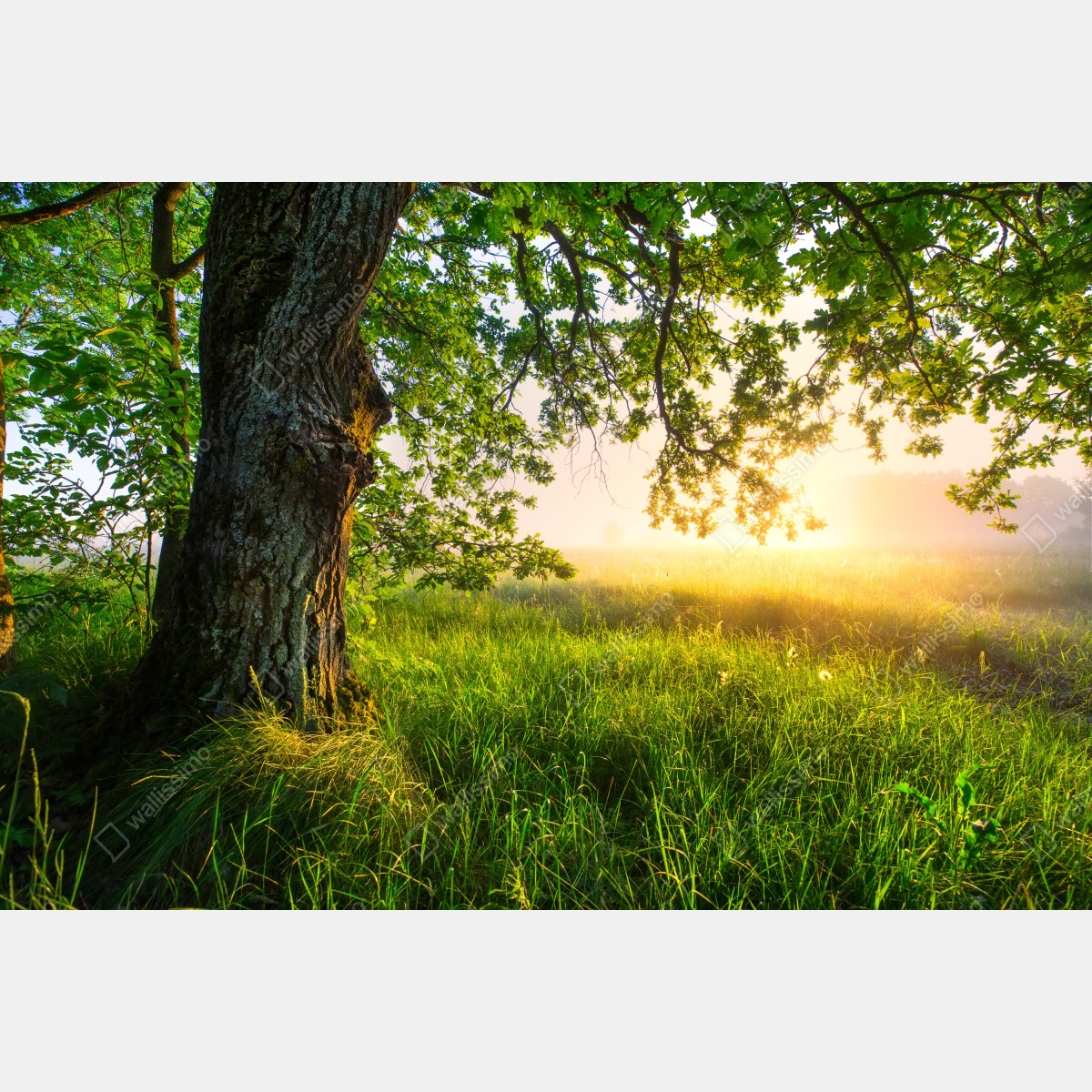 Obraz na płótnie poranny dąb na rozświetlonej łące – Wallissimo® Obraz na płótnie poranny dąb na rozświetlonej łące – Wallissimo®
