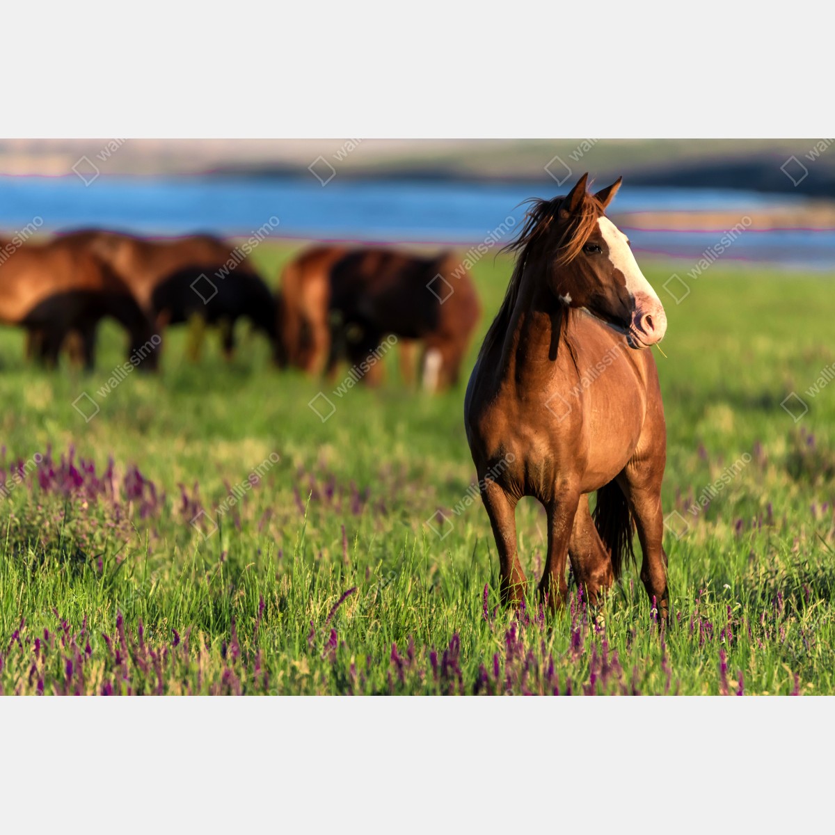 Obraz na płótnie majestatyczny brązowy koń na słonecznej łące – Wallissimo® Obraz na płótnie majestatyczny brązowy koń na słonecznej łące – Wallissimo®