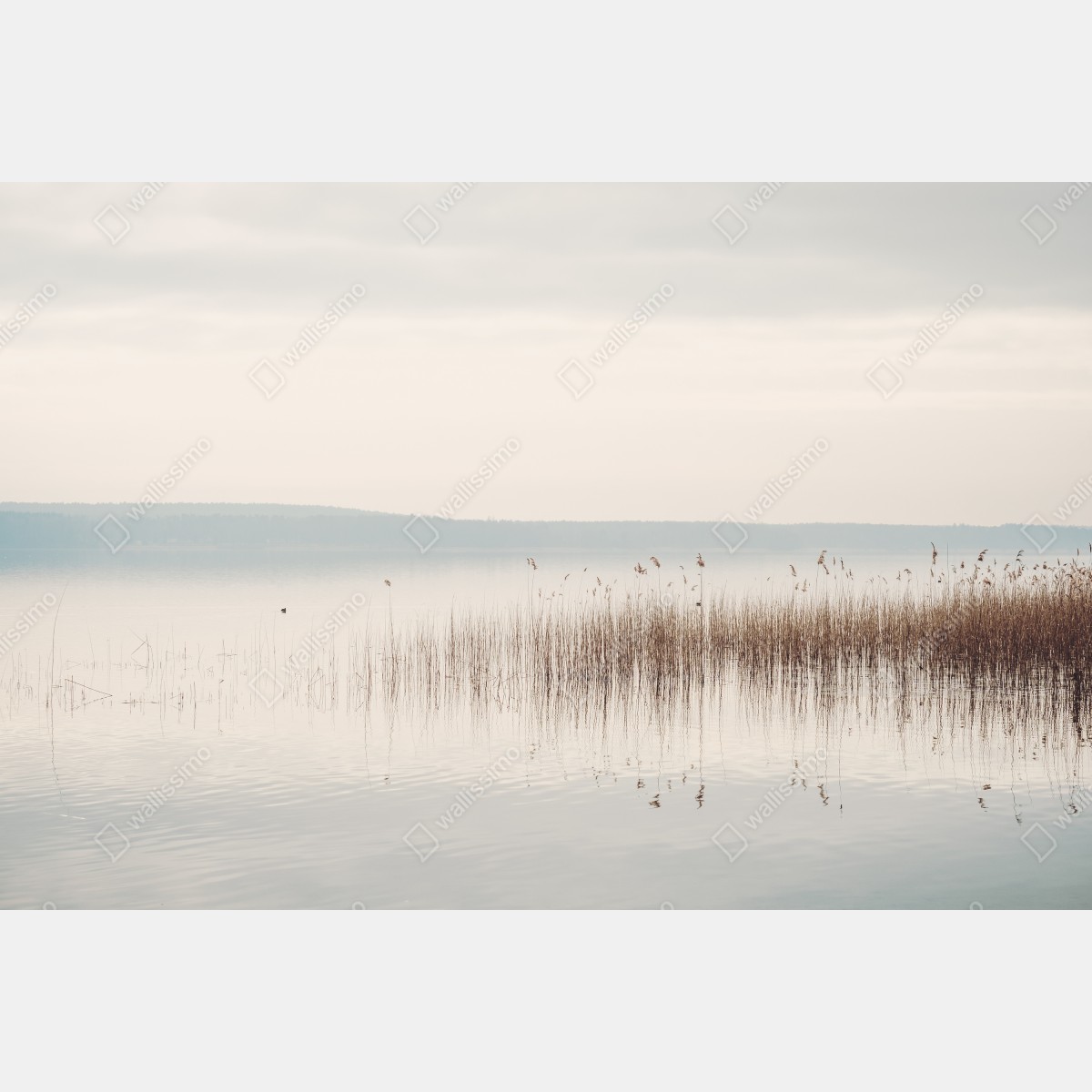 Obraz na płótnie spokojne trzcinowisko nad jeziorem – Wallissimo® Obraz na płótnie spokojne trzcinowisko nad jeziorem – Wallissimo®