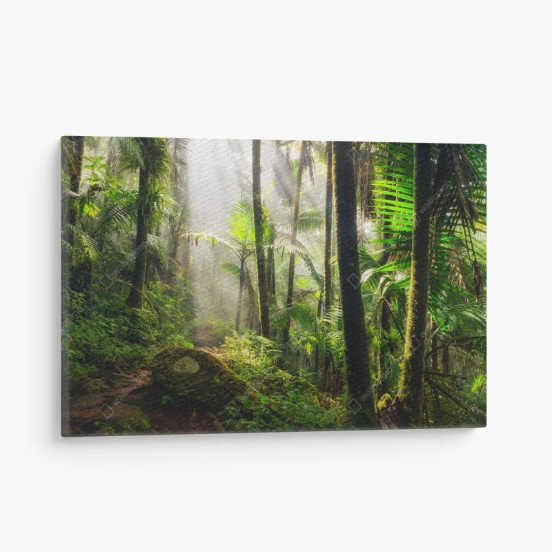 Obraz na płótnie tropikalny las deszczowy z promieniami słońca