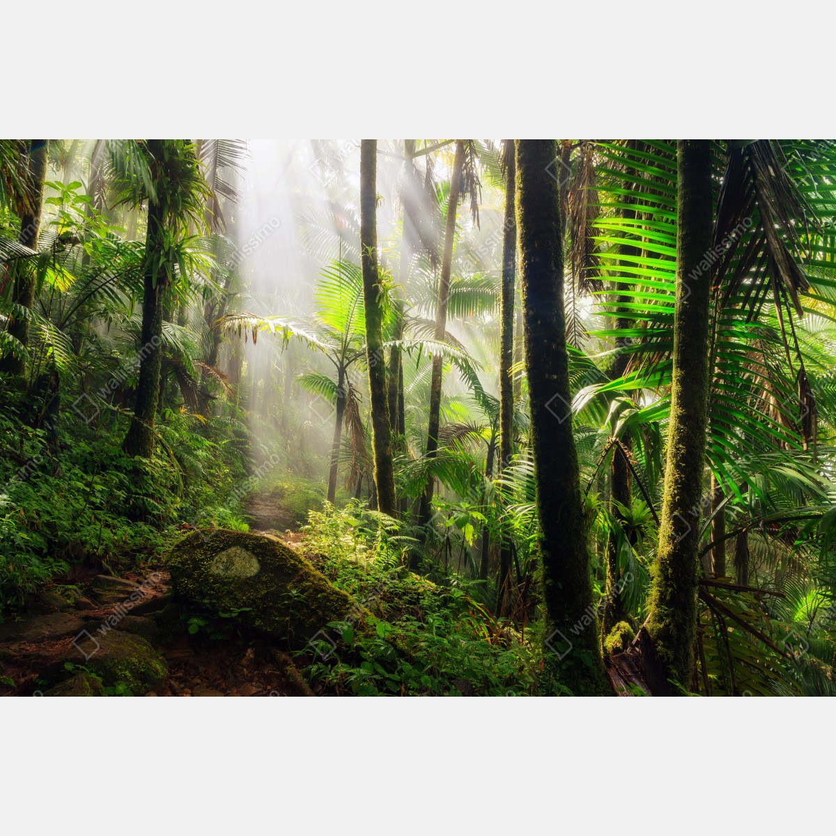 Obraz na płótnie tropikalny las deszczowy z promieniami słońca – Wallissimo® Obraz na płótnie tropikalny las deszczowy z promieniami słońca – Wallissimo®